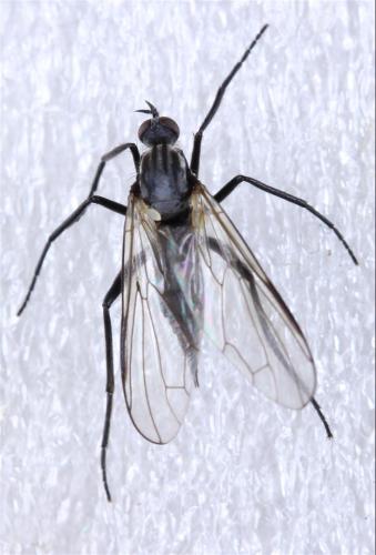 Réf. 323 394 : Rhamphomyia crassirostris